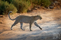 Levhart skvrnity - Panthera pardus - Leopard s9853